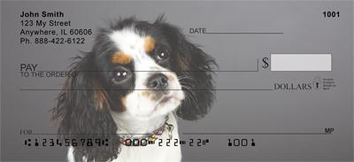 Tricolor Cavalier King Charles Spaniels