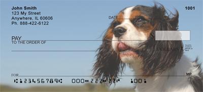 Tricolor Cavalier King Charles Spaniels