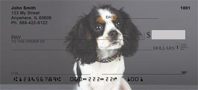 Tricolor Cavalier King Charles Spaniels