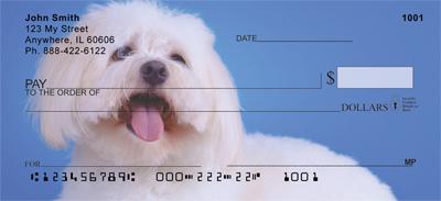 Pretty Havanese