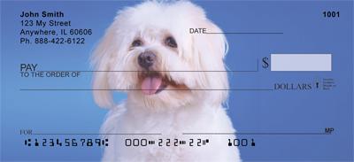 Pretty Havanese