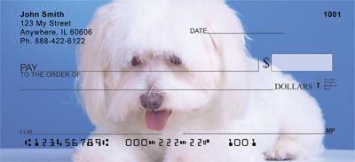 Pretty Havanese