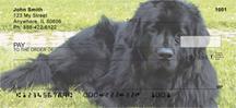 Newfoundlands