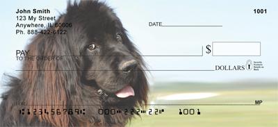 Newfoundlands