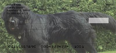 Newfoundlands