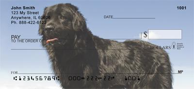 Newfoundlands