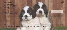 Saint Bernard Puppies