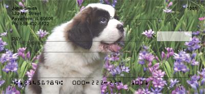 Saint Bernard Puppies