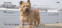 Cairn Terriers