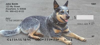 Grey Australian Cattle Dogs