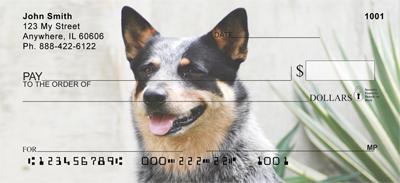 Grey Australian Cattle Dogs