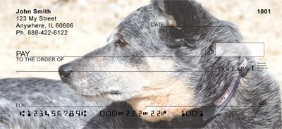 Grey Australian Cattle Dogs