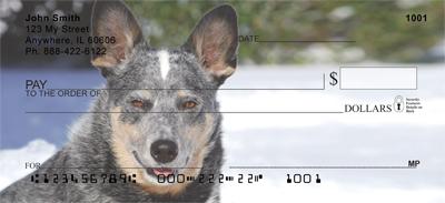 Grey Australian Cattle Dogs