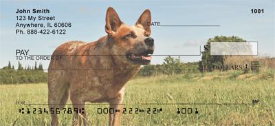 Tan Australian Cattle Dogs