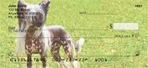 Chinese Crested On The Grass