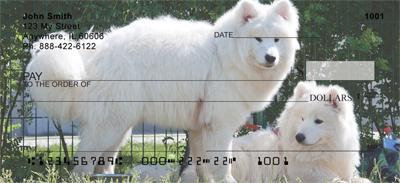 Samoyeds