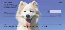 Samoyed Puppies