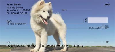 Samoyed Puppies