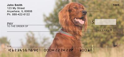 Irish Setters Outdoors