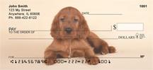 Irish Setter Pups