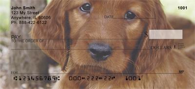 Irish Setter Pups