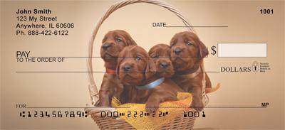 Irish Setter Pups