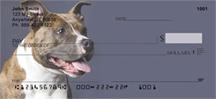 American Staffordshire Terriers