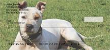 American Staffordshire Outdoors