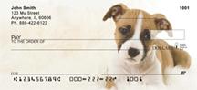 American Staffordshire Pups