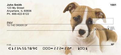 American Staffordshire Pups