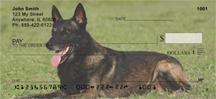 Belgian Malinois