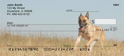 Belgian Malinois