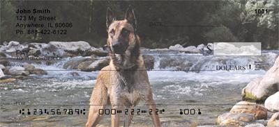 Belgian Malinois At The River