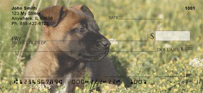 Belgian Malinois Puppies