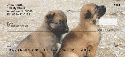 Belgian Malinois Puppies