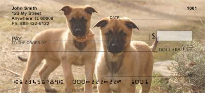 Belgian Malinois Puppies