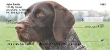 German Wirehaired Pointer
