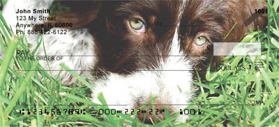 German Wirehaired Pointer