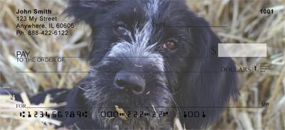 German Wirehaired Pointer