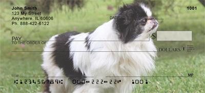 Japanese Chin
