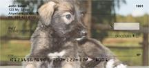 Irish Wolfhounds