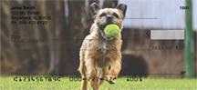 Playful Border Terriers