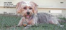 Silky Terriers