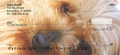 Silky Terriers
