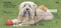 Tibetan Terriers