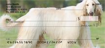 White Afghan Hounds