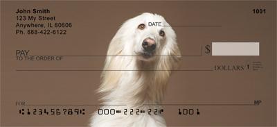 White Afghan Hounds