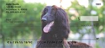 Black Afghan Hounds