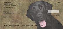 Flat-Coated Retrievers
