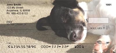 Toy Fox Terriers